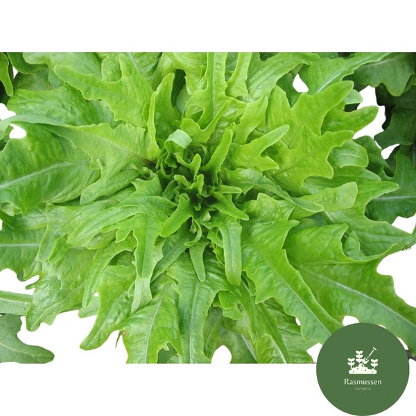 Lettuce - Italienischer (150 seeds) Carousel 2