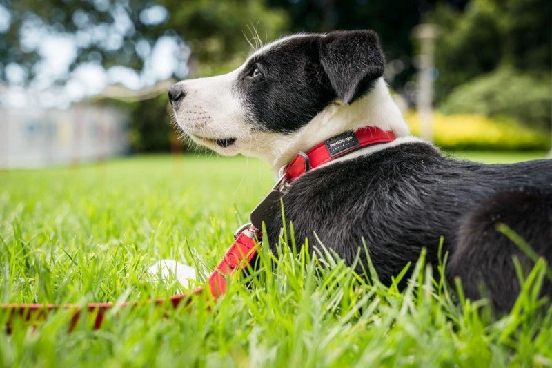 DOG & LEAD COLLAR SET RED DINGO ELEGANT RED MEDIUM-LARGE SAVE 50% Carousel 1