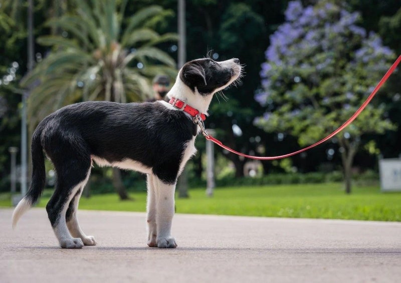 DOG & LEAD COLLAR SET RED DINGO ELEGANT RED SMALL SAVE 50% Carousel 1
