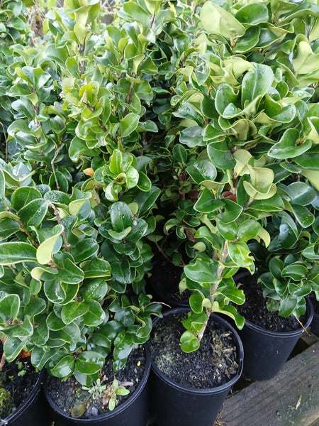Ligustrum Carousel 1