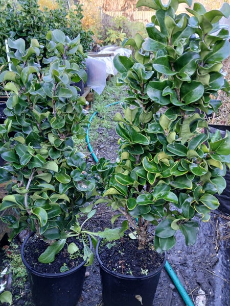 Ligustrum Carousel 2