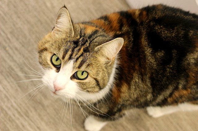 Cats Protection Canterbury - Petal Carousel 1