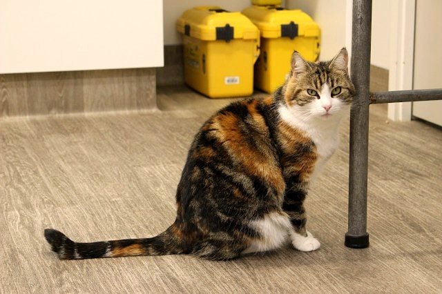 Cats Protection Canterbury - Petal Carousel 2