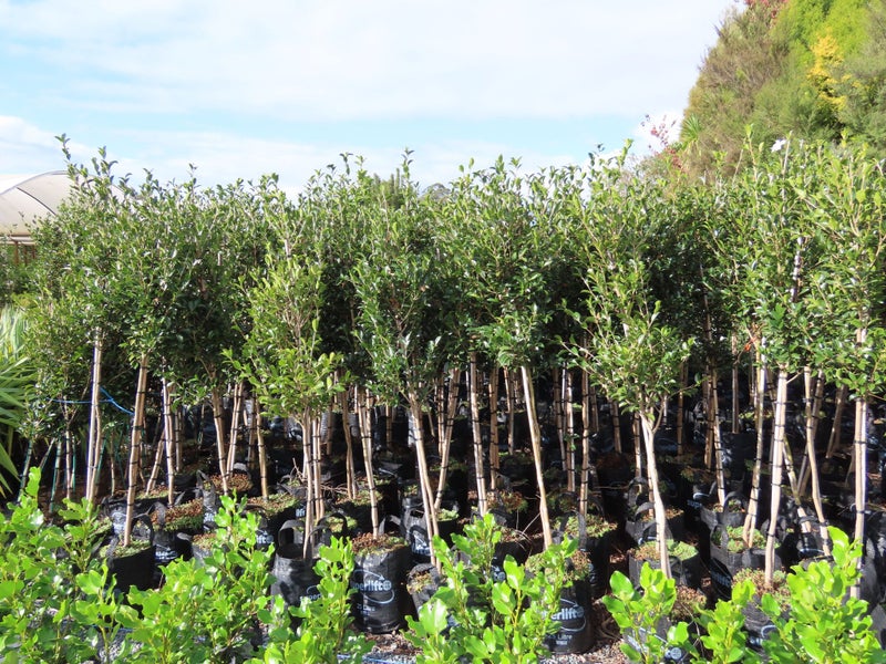 Camellia - pleached ! XL! Carousel 1