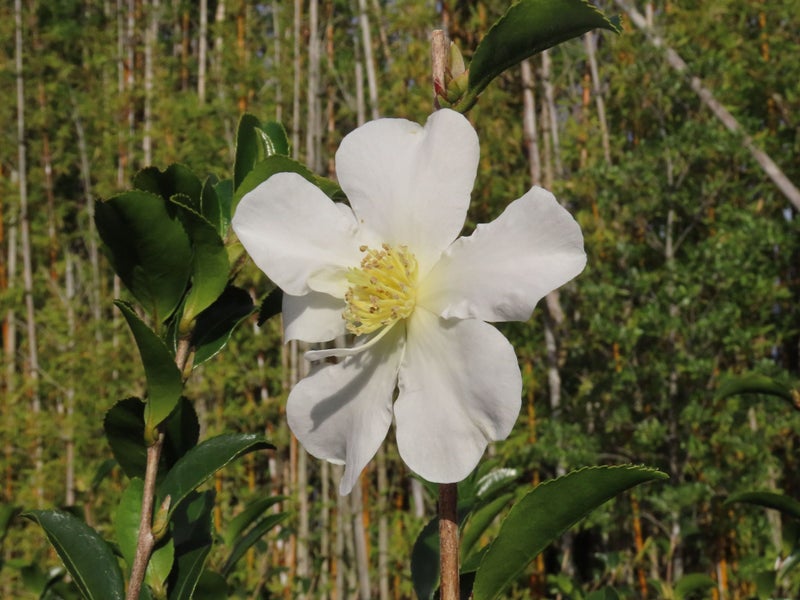 Camellia - pleached ! XL! Carousel 2