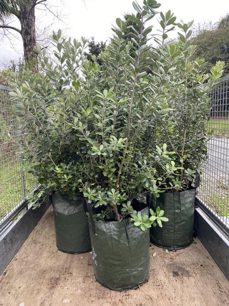 Karo (XL grade!) Carousel 1