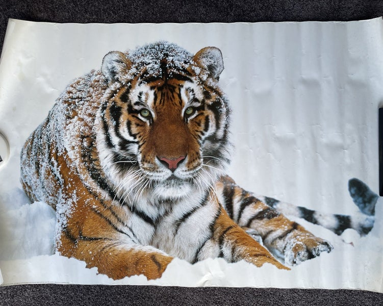 Snow Tiger Poster 92cm x 61cm Carousel 1