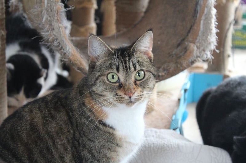 Brave Paws Cat Rescue - Cat - Honey Carousel 1