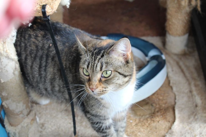 Brave Paws Cat Rescue - Cat - Honey Carousel 2