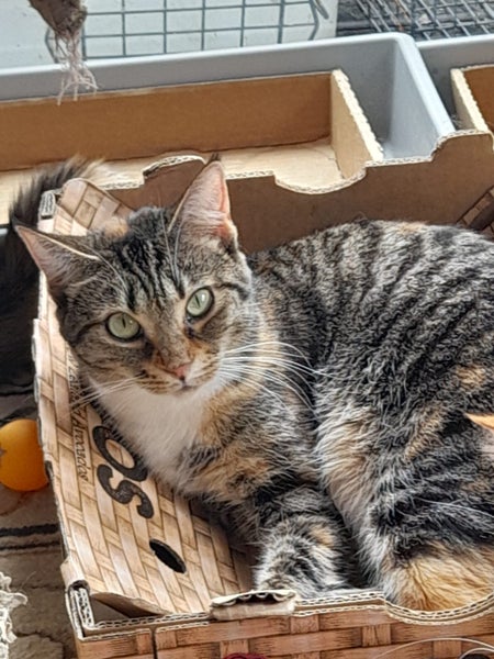Brave Paws Cat Rescue - Cat - Honey Carousel 4