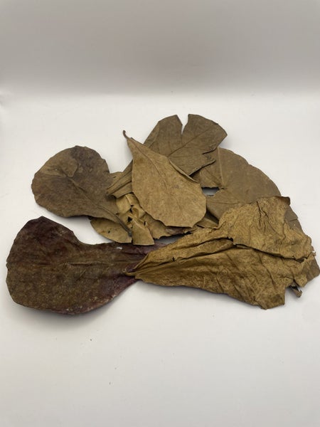 Indian Almond Leaf 10 Pack Carousel 1