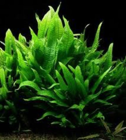 Java Fern Clearance (4xPlants Total) + 1x Aquatic Plant Glue Carousel 1