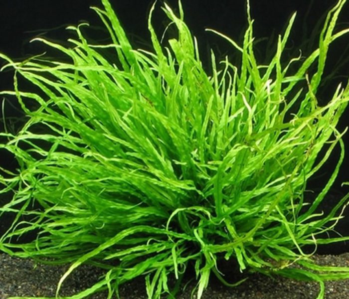 Narrow Leaf / Needle Leaf Java Fern Clearance (x4 Plants Total) Carousel 1
