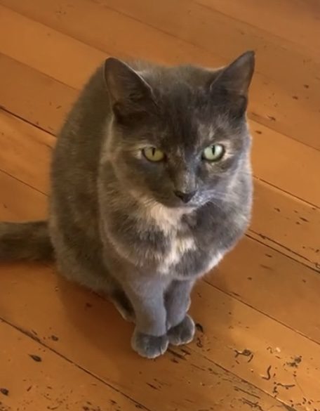 Missing cat Mt Eden Carousel 1