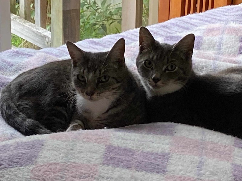Brave Paws Cat Rescue - Kittens - Smokey &Timmy Carousel 1