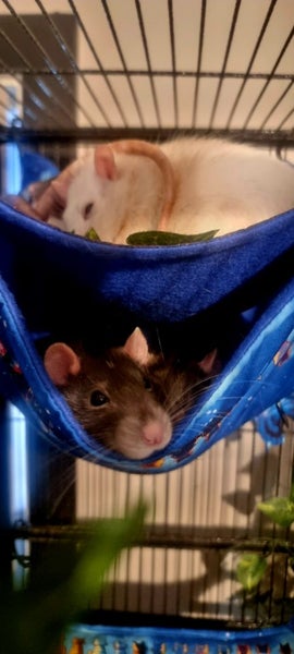 Rat Double flat Hammock - Choose your own design Carousel 2
