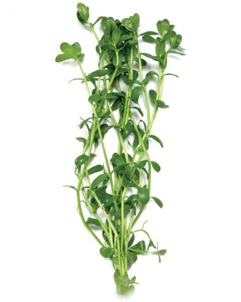 Baby Tears - Bacopa monnieri Carousel 1
