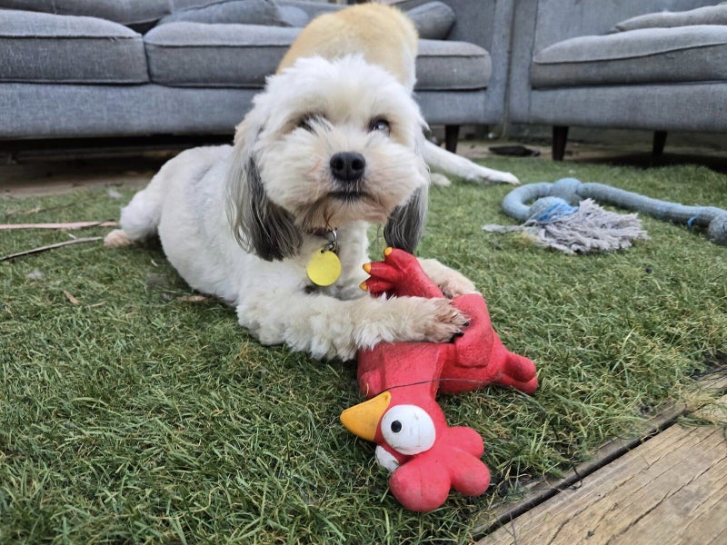 Elka Rescue Dog - CDRRNZ Carousel 2