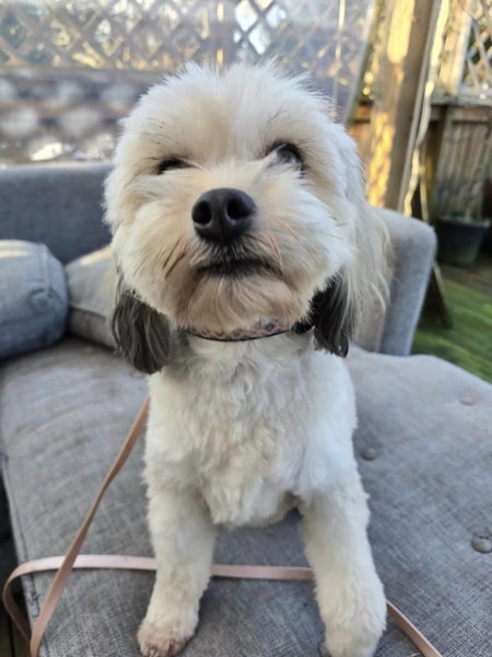 Elka Rescue Dog - CDRRNZ Carousel 1