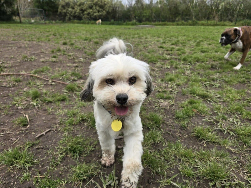 Elka Rescue Dog - CDRRNZ Carousel 4
