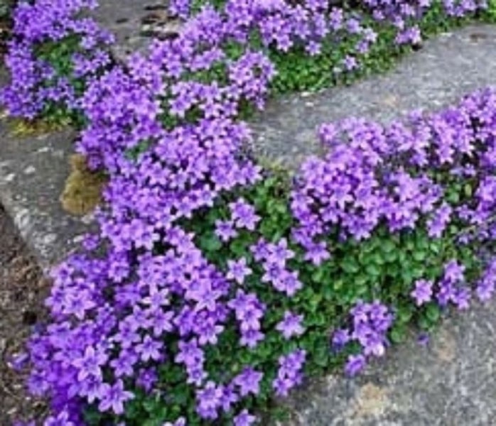 Campanula EK Toogood's Serbian Bellflower trailing ground cover lavender flowers Carousel 1