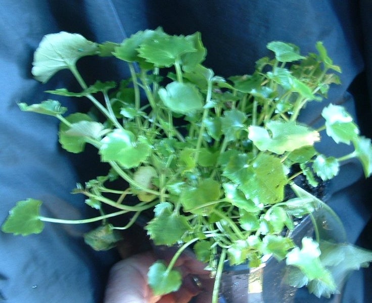 Campanula EK Toogood's Serbian Bellflower trailing ground cover lavender flowers Carousel 2