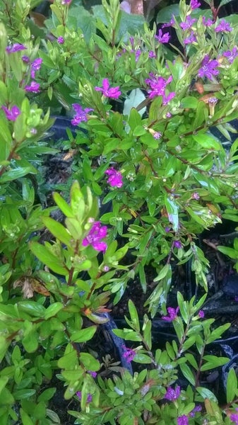 Cuphea Violet Carousel 1