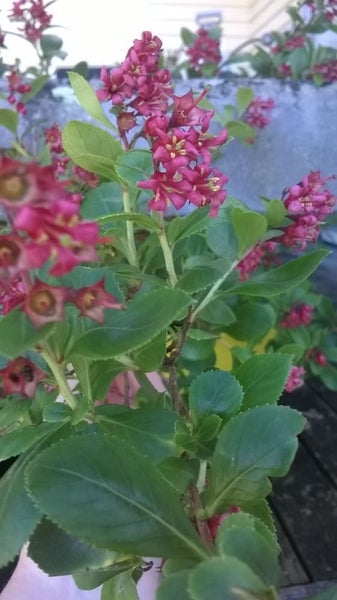 Escallonia Field Scarlett x 10 Carousel 2