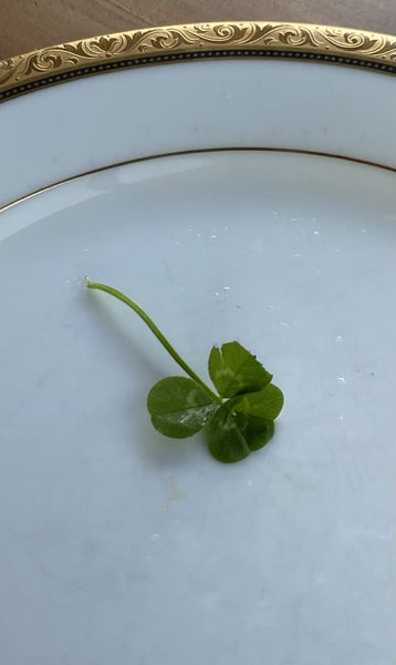 Four leaf very lucky clover Carousel 1