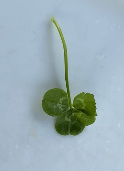 Four leaf very lucky clover Carousel 2