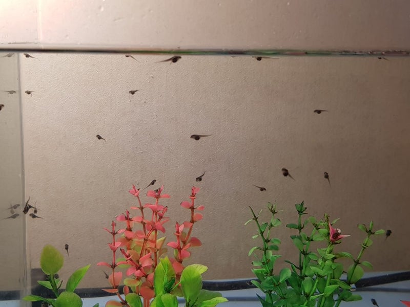 Brown whistling tree frog tadpole Carousel 2