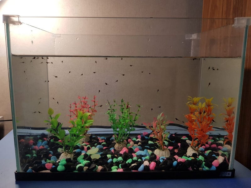 Brown whistling tree frog tadpole Carousel 1