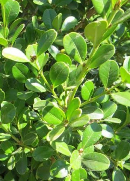 Buxus Microphylla plant special x 100. plants Carousel 2