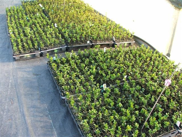 Buxus Microphylla plant special x 100. plants Carousel 1