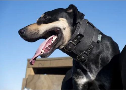 Ridgeline Cordura Rip Collar Carousel 2