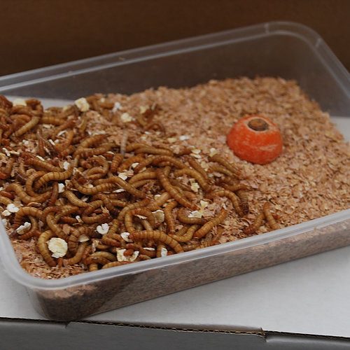 50% off Live Mealworms 1000+ (175g M-L) fish food Carousel 1