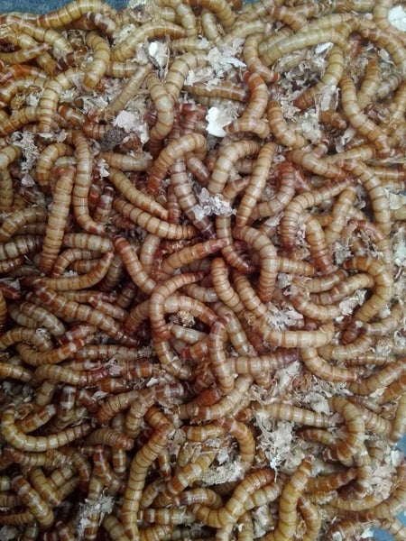 50% off Live Mealworms 1000+ (175g M-L) fish food Carousel 2