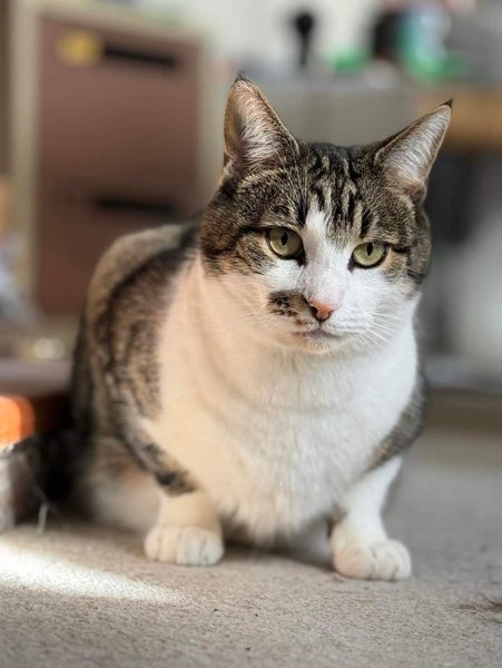 LOST Tabby & White Cat missing since 26th AUG 2024 Carousel 1