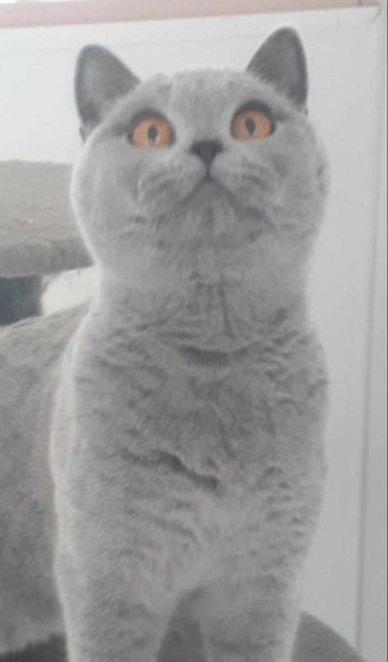 BRITISH SHORTHAIR KITTENS Carousel 2