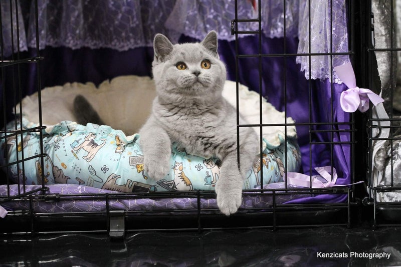 BRITISH SHORTHAIR KITTENS Carousel 1