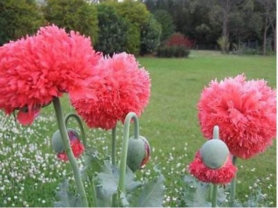Papaver Poppy "PEONY SALMON" seed x 30 ~ New, Borders, Pots, Cut + Dried Flowers Carousel 1