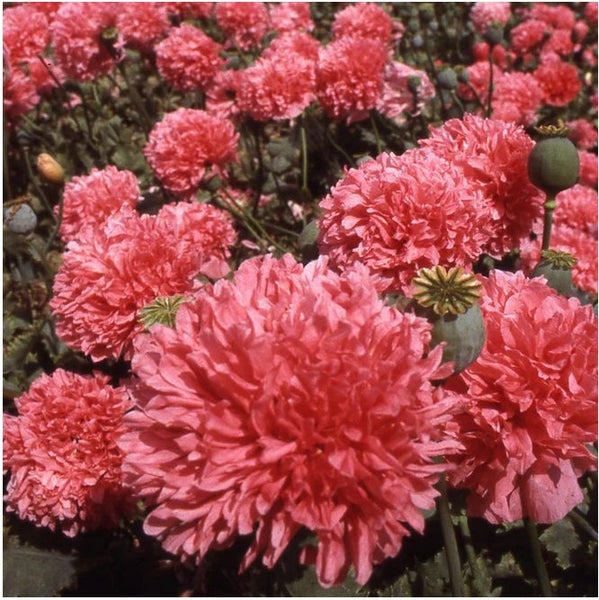 Papaver Poppy "PEONY SALMON" seed x 30 ~ New, Borders, Pots, Cut + Dried Flowers Carousel 2