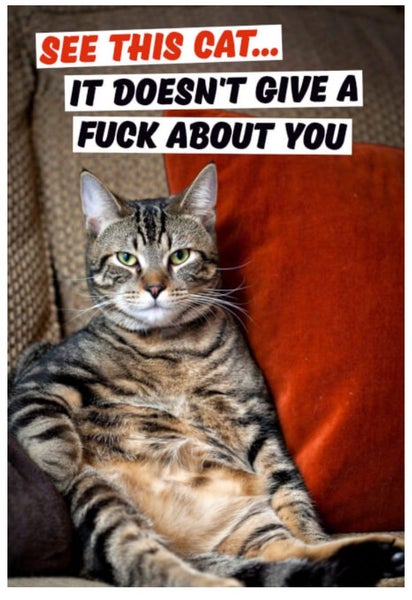 See This Cat ... Fridge Magnet Carousel 1