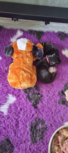 Smart Pet Love Snuggle Puppy sleeping Carousel 7