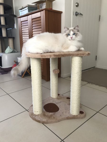 **Brand New Stool Cat Tree**Height 54cm**63654998805378114