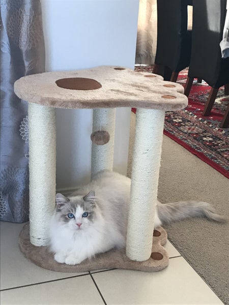 20% Off RRP**Brand New Stool Cat Tree**Height 54cm** Carousel 7