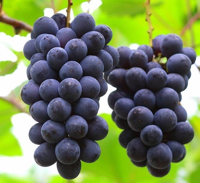 Grape Kyoho large sweet eating delicious purple-black table grape Carousel 1