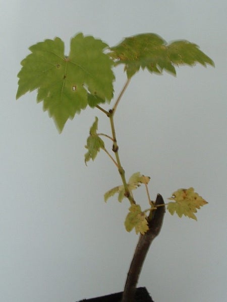 Grape Kyoho large sweet eating delicious purple-black table grape Carousel 2