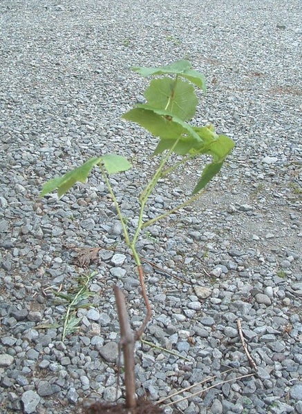 Grape Schuyler sweet eating purple early grape Carousel 1