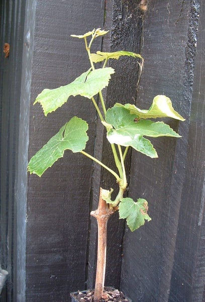 Grape Buffalo purple sweet table grape Carousel 1